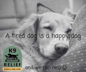 K9-Relief