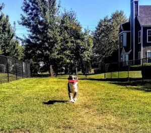 Blackman Dog Walking Services