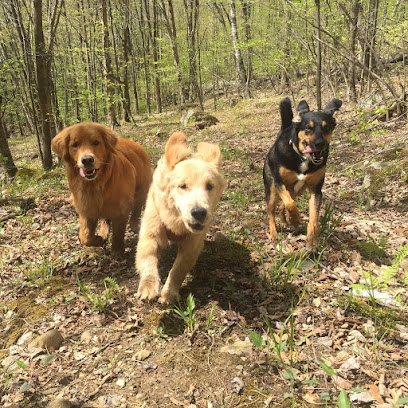 Moose Trails Dog Camp & Care