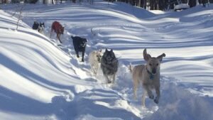 Vermont Adventure Dogs