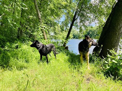 Tail Blazers Dog Camp