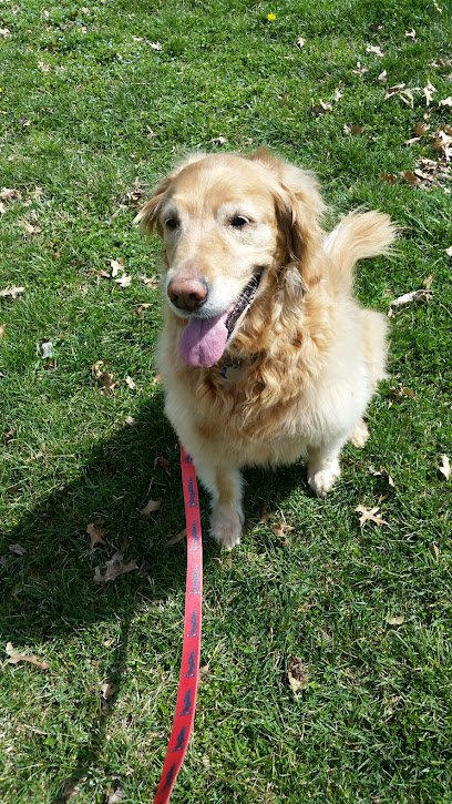 Doggywalker.com Arlington