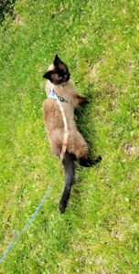 Paws & Relax, LLC