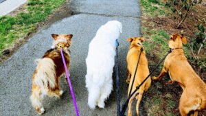 Dog Walkers of NOVA LLC