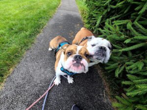 Mickey & Friends Dog Walks and Playdates LLC