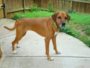 All Breeds Dog Walking
