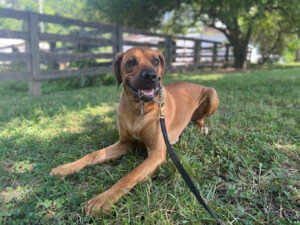 Potomac Paws, LLC