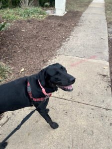 Metropawlitan Petsitters