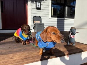 Pooch Pals LLC – Dog Walker