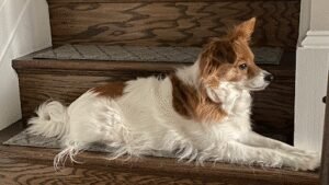 We Let the Dogs Out 4 You, LLC