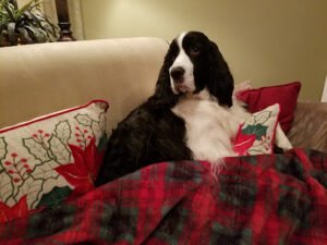 Walking Wet Noses Dog Walking and Pet Sitting