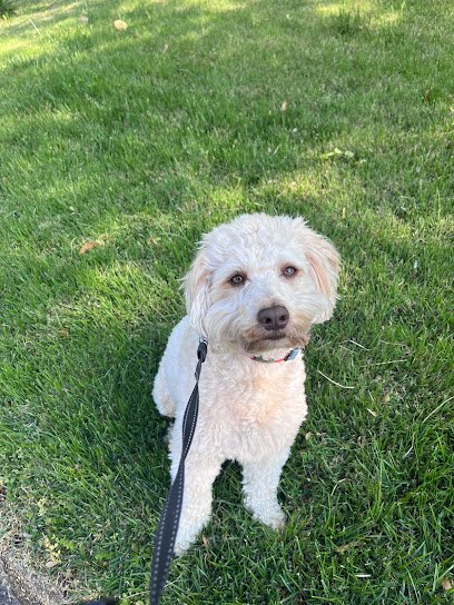 Working Walks K-9 Care, LLC