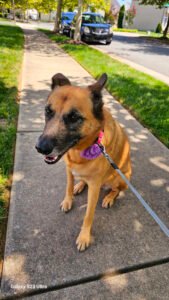 Sabrinas Dog Walk Service – Pet Service