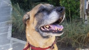 Bark and Walk