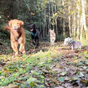 Squalicum Mountain Dogs