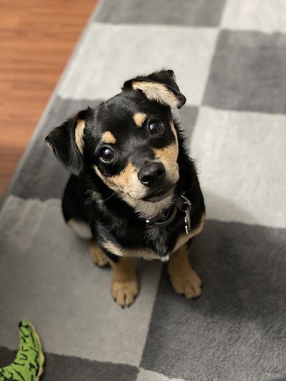 The Leash and Collar