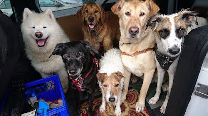 Veda’s Dog Day Afternoon