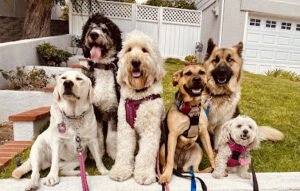 Aloha Dogg Daycare Adventures