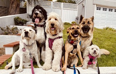 Aloha Dogg Daycare Adventures