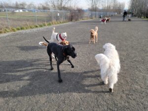Seattle Walk Stars