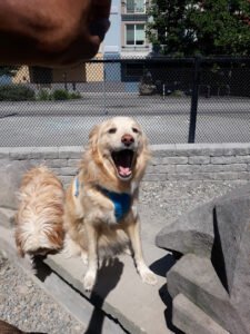 Bark Buddies Adventures