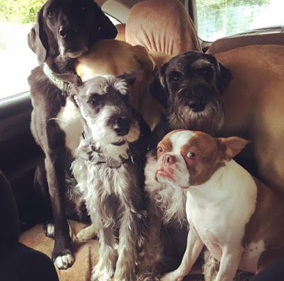 Boston Pee Party, LLC, Dog Walking/Sitting