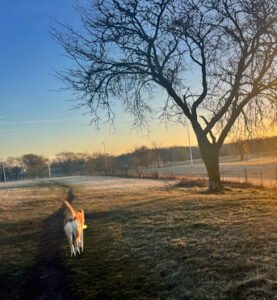 Green Dog, LLC Dog walking, Cat sitting & Dogpark Runs