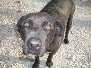 Ben’s Dog Walking and Pet Sitting Business
