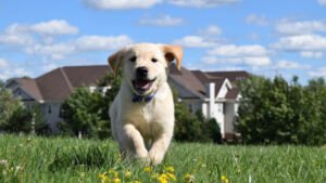 Paw Pals Dog Walking & Pet Service