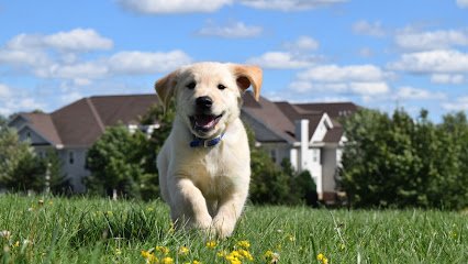 Paw Pals Dog Walking & Pet Service