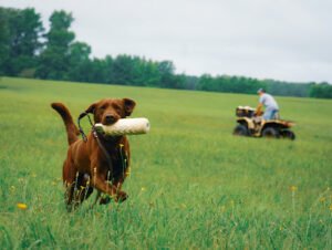 Sinking Creek Kennels