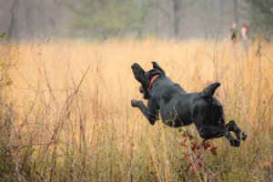Schillings Gun Dogs