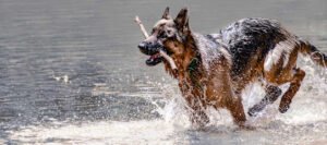 Highland Canine Training – Alabama