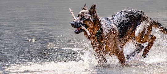 Highland Canine Training – Alabama