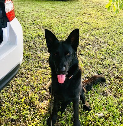 Alabama Canine