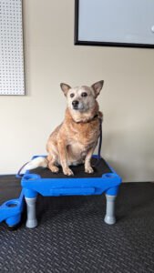 Moon Dog Consulting and Services