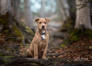 The Good Dog