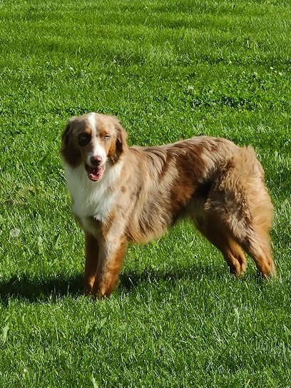Pawsitive Dog Training