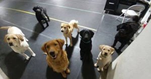 Regine Dog Training Facility