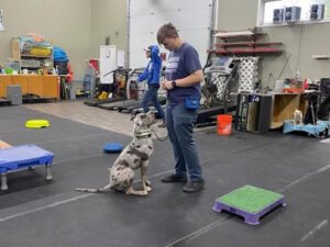 Alaska Dog Boarding & Training Inc