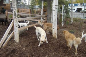 Home Away From Home Dog Psychology & Behavior