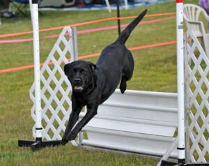 Bell Creek Agility & Obedience