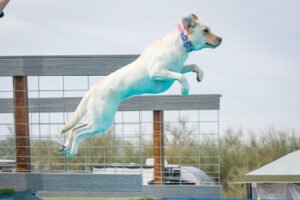 Tonopaws K-9 Swim Center & Dock Diving Facility, LLC