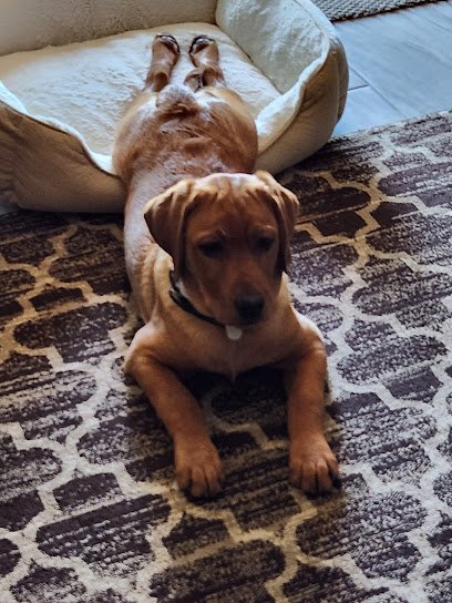 Puppy-K All Day