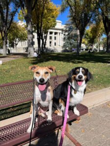 Prescott Dog Squad