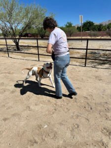 Oh, Behave! Pet Training & Behavior Solutions