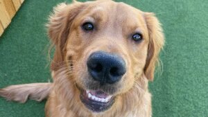 All Dogs Unleashed Prescott