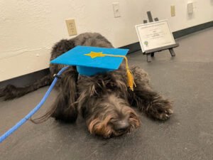 Foothills Canine Academy