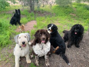 Team Canine