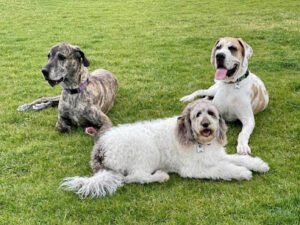 Fit Dog Training Phoenix